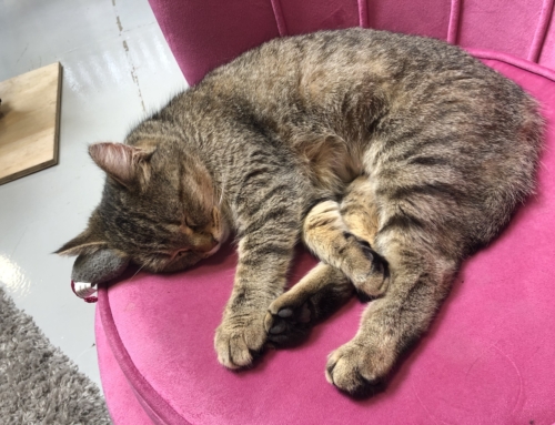 Cat Cafe & Cat Lounge Adjusted Hours 3/26 – 4/11 UPDATED