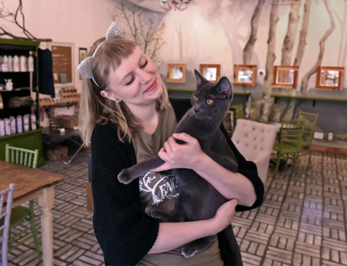 Enchanted Cat Cafe Featured In Reno Gazette-Journal