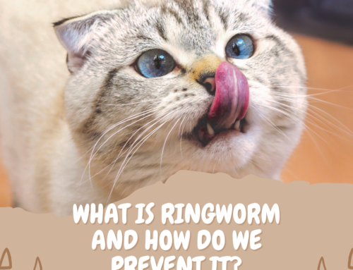 What is Ringworm and How do We Prevent it at ECC?