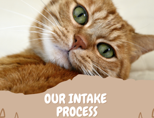 What is the Intake Process Like at Enchanted Cat Café?