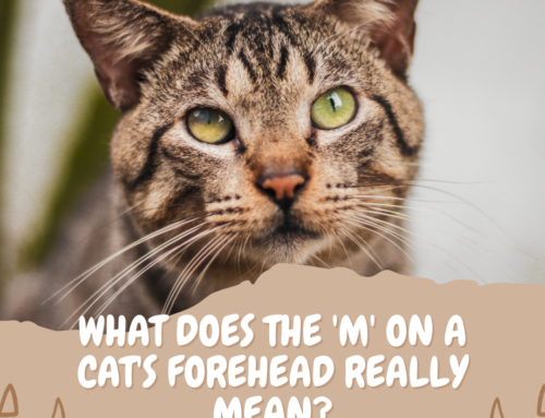 What Does the ‘M’ Marking on a Cat’s Forehead Really Mean?